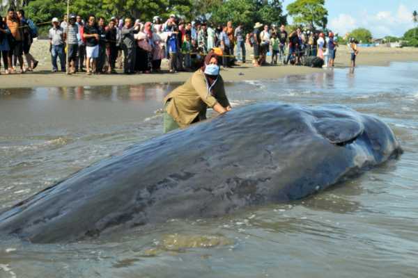  Mati Telan Sampah Plastik, Seekor Paus Dikuburkan di Wakatobi