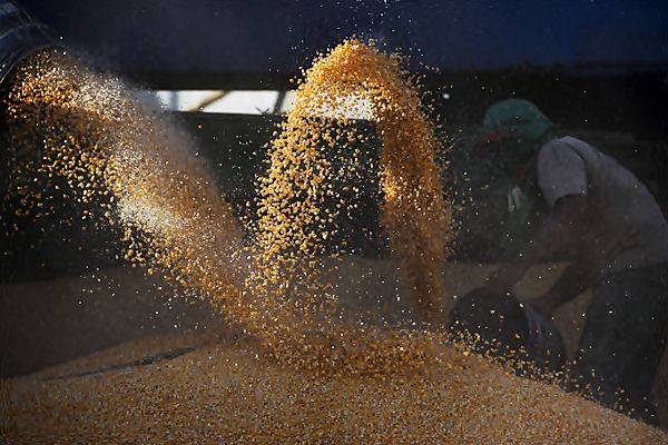  Pemerintah Utang Jagung ke Pabrik Pakan