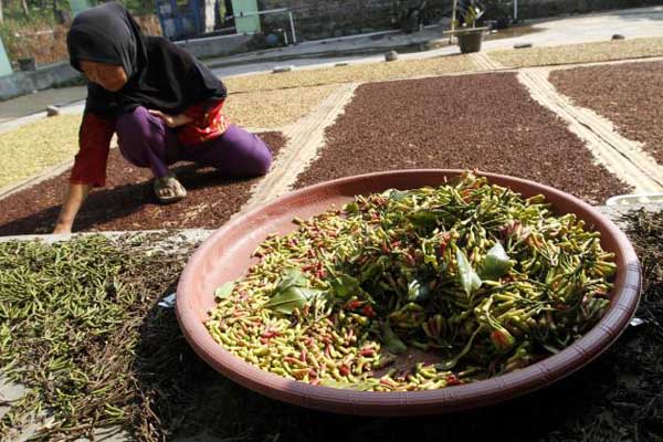  Harga Cengkih di Ambon Stabil