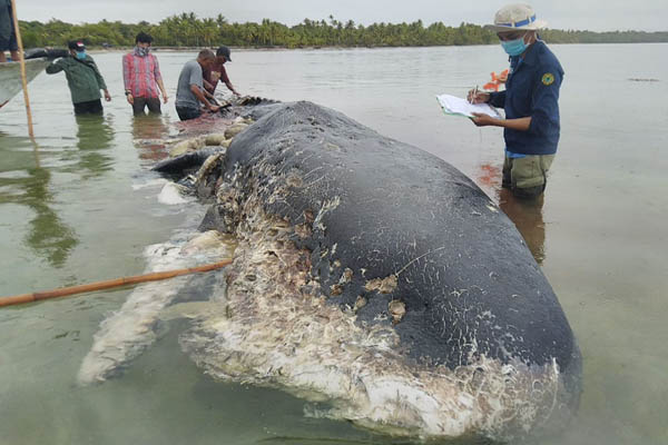  Paus Terdampar Telan 6 Kg Sampah Plastik, Penyebab Kematian belum Tentu Sampah