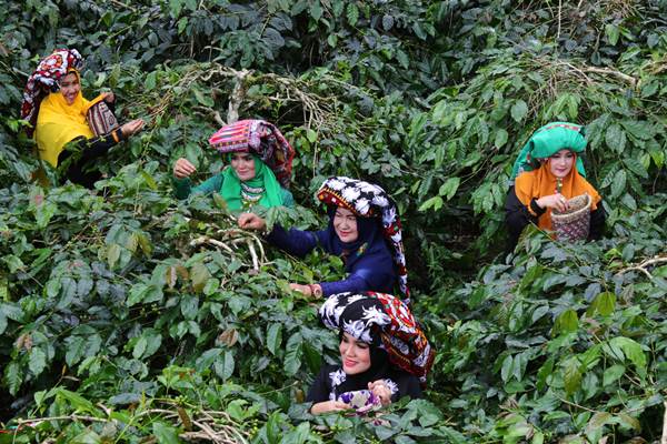  Wisata Panen Kopi di Dataran Tinggi Gayo