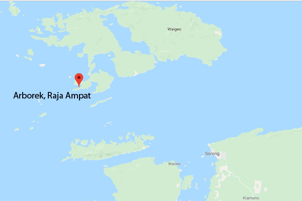  Jadi Surganya Snorkeling dan Diving di Raja Ampat, Arborek tak boleh Disinggahi Kapal Besar