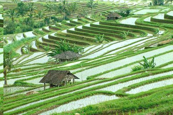  PENGEMBANGAN & PRODUKTIVITAS PERTANIAN  : Memacu Kakao & Bawang Putih Bali