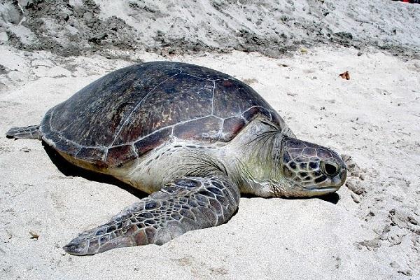  Penyu Mati di Sekitar Kepulauan Seribu, Diduga Akibat Makan Sampah Plastik