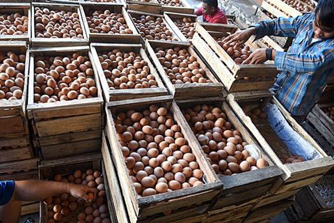  Harga Telur di Temanggung Rp23.000 / Kilogram