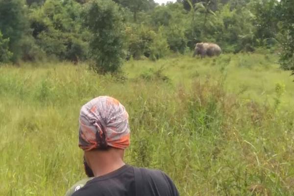  Cegah Gajah Liar, Musi Banyuasin Pasang Sirine di Perkebunan