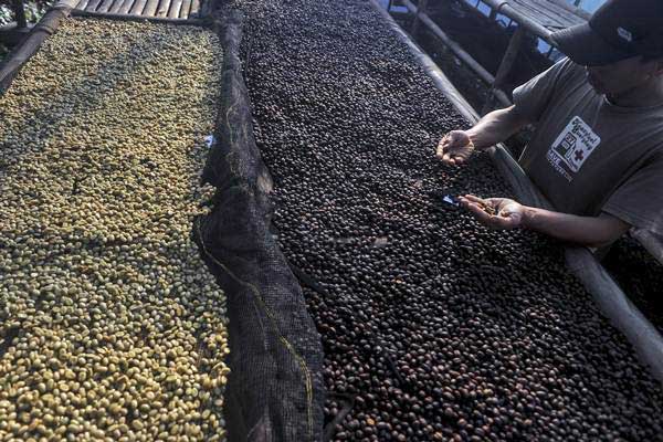  Kelompok Tani di Garut Mulai Garap Kopi Organik