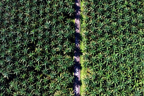  Perkebunan Kelapa Sawit di Pasaman Barat