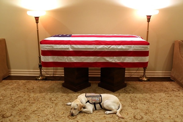  Sully, Anjing Piaraan George HW Bush yang Setia Sampai Akhir