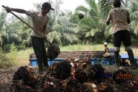  Petani Sawit Sumsel Sabet Penghargaan Muri Panen TBS 95 Kg