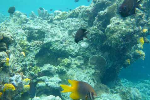  Batu Karang Dijadikan Material Bangunan, Pemkab Halmahera Tengah Tak Bertindak