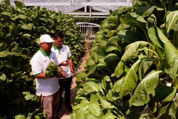  Kimia Farma Resmikan Kebun Gizi Hidroponik