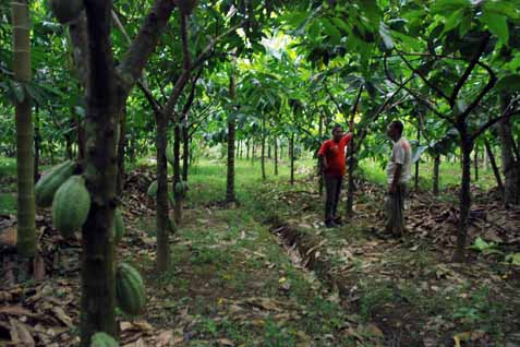  Anggaran untuk Kakao & Kelapa Dipangkas, Karet Ditambah