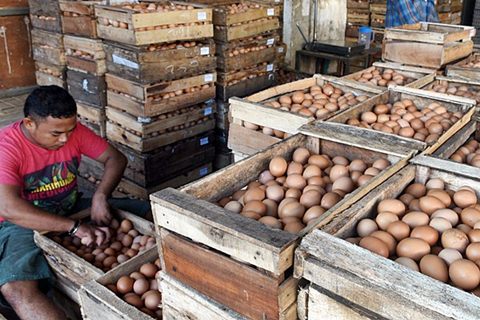  Harga Telur Ayam di Ambon Bergerak Turun