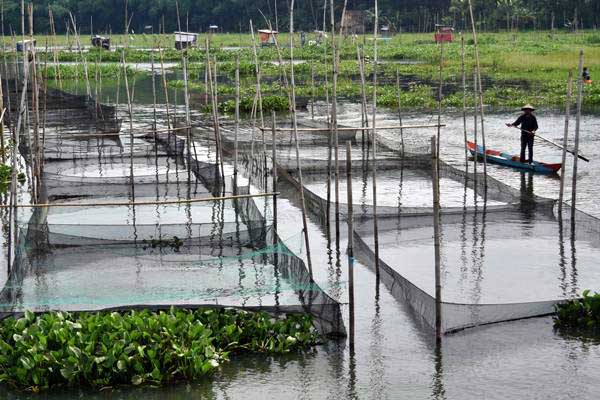  HNSI: Budi Daya Ikan di Simalungun Terbaik di Sumut