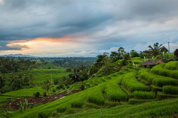 Dana Desa di Bali Naik 18,8% Jadi Rp630 Miliar 