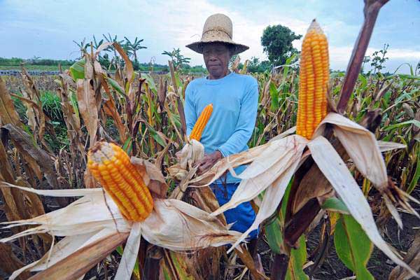  Kendalikan Harga Jagung, Pemerintah Tambah Impor 30.000 Ton