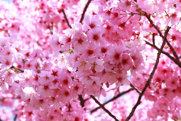 Taman Wisata Bunga Sakura Bakal Ada di Sumba Timur