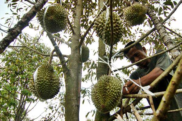 Musim Durian Tiba, Pendapatan Petani Lebak pun Terangkat. Satu Pohon Diborong Rp2 juta