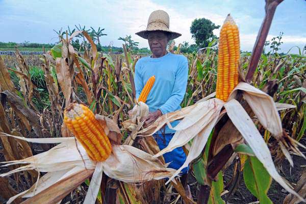  Kendal Surplus Produksi Jagung Akibat Kesesuaian Musim 