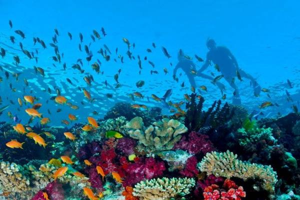 Fiji terkenal dengan keindahan biota laut/tuitai