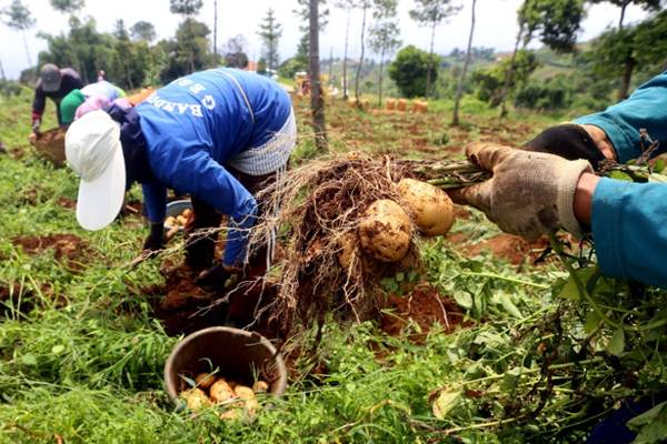  Panen Kentang di Kabupaten Bandung