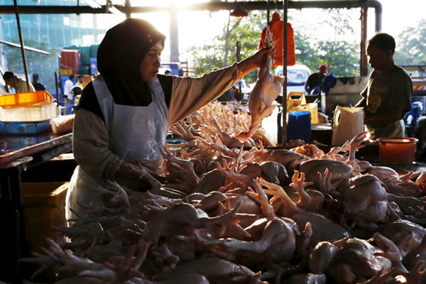  Harga Ayam Potong & Cabai Merah Keriting di Jambi Menurun