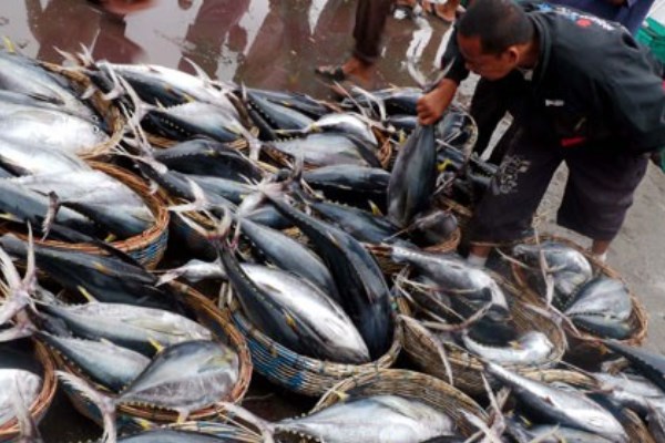  Ekspor Perikanan Gorontalo Meningkat