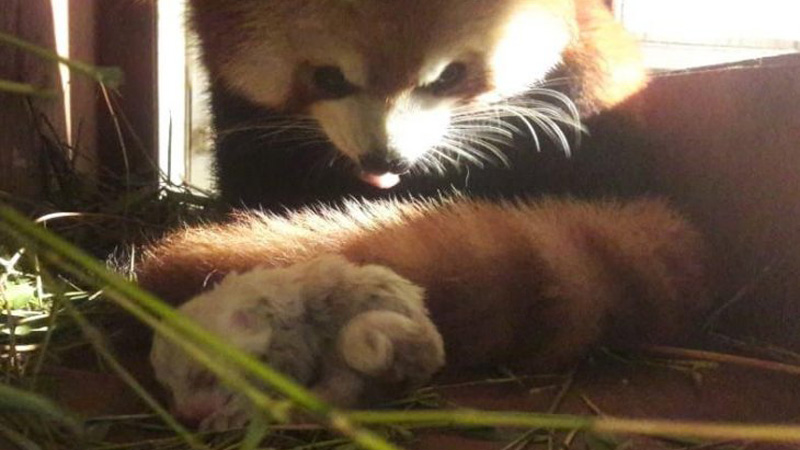  Xing Xing-Bai Bai, Pasangan Panda Merah Taman Safari Lahirkan Seekor Anak