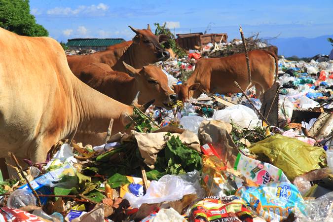  Sapi Dibiarkan Makan Sampah di Aceh Barat