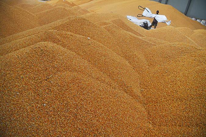  Gunungan Jagung Impor di Gudang Bulog