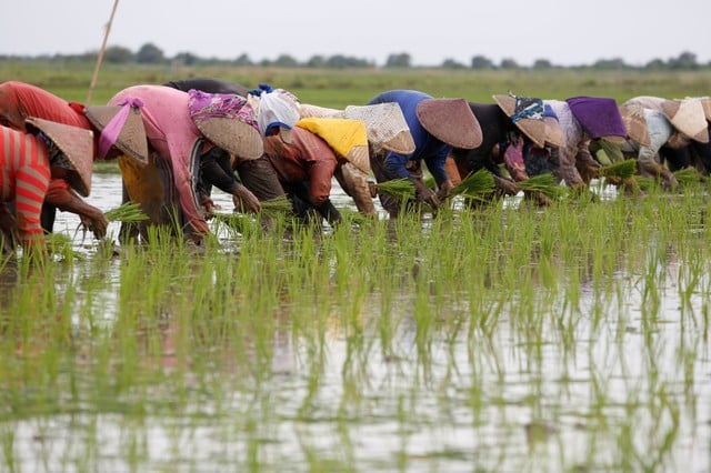  Gelar Sergap, Ini Target Penyerapan Gabah 3 Bulan Awal 2019