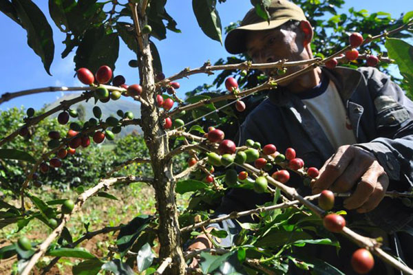 Petani merawat tanaman kopi di lereng Gunung Sindoro, Temanggung, Jawa Tengah./Antara-Anis Efizudin