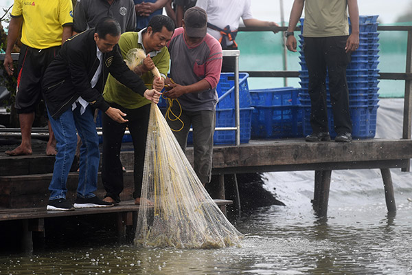  PANEN UDANG