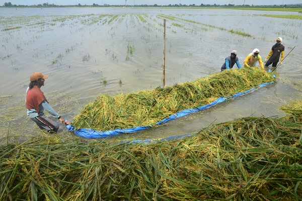  BPS Jateng Cermati Imbas Banjir di Bidang Pertanian