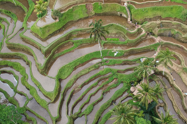  Gubernur Bali Segera Atur Pertanian Organik, Kantong Plastik & Kendaraan Listrik