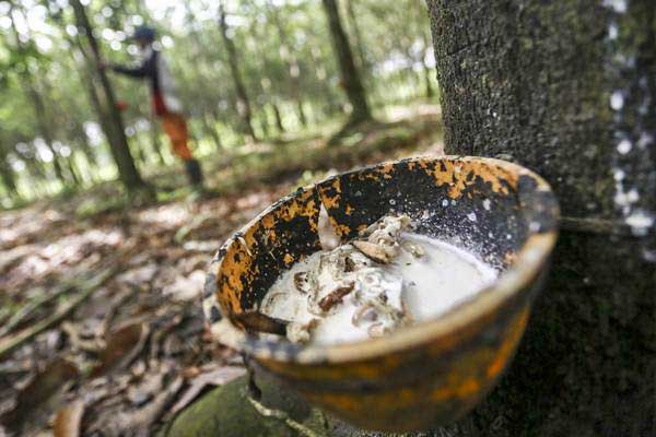  Harga Karet Melonjak Lebih dari 2% 