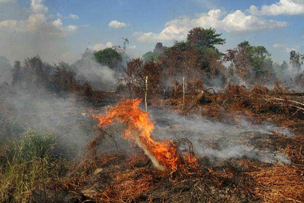 Api membakar semak belukar diatas lahan gambut yang terbakar di Kabupaten Kampar, Riau, Senin (24/7)./ANTARA-Rony Muharrman