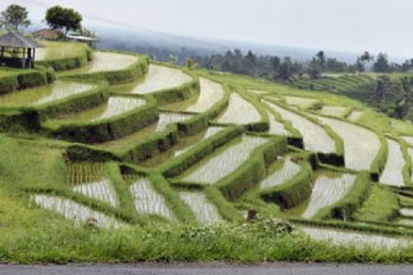 Alih Fungsi Lahan Pertanian di Bali Capai 1,13%