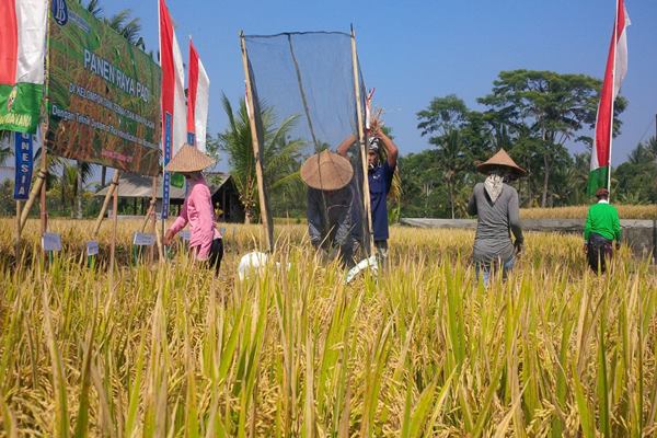  Bali Panen Raya, Produksi Beras Capai 133.008 Ton