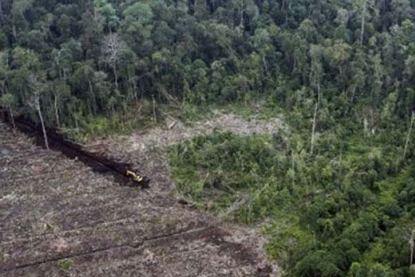  Lahan Gambut di Aceh Tergerus Perkebunan