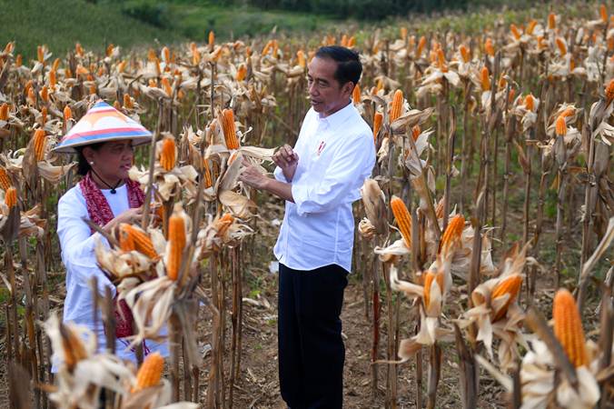  Presiden Jokowi dan Ibu Iriana Panen Jagung di Gorontalo