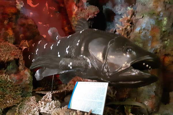  Museum Negeri Sulut Kini Punya Koleksi Ikan Purba