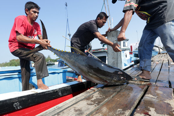  Ekspor Perikanan Maluku ke Jepang Dimudahkan