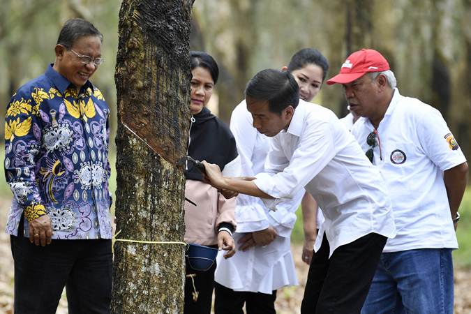  Presiden Jokowi Menyadap Pohon Karet