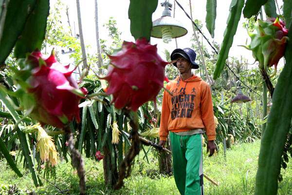 Petani melintas di area kebun buah naga di Banyuwangi, Jawa Timur/ANTARA-Budi Candra Setya
