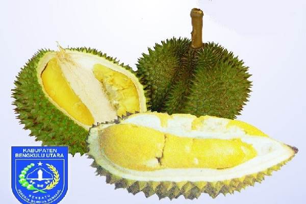  Durian Rejang Lebong Masuk Kategori Langka