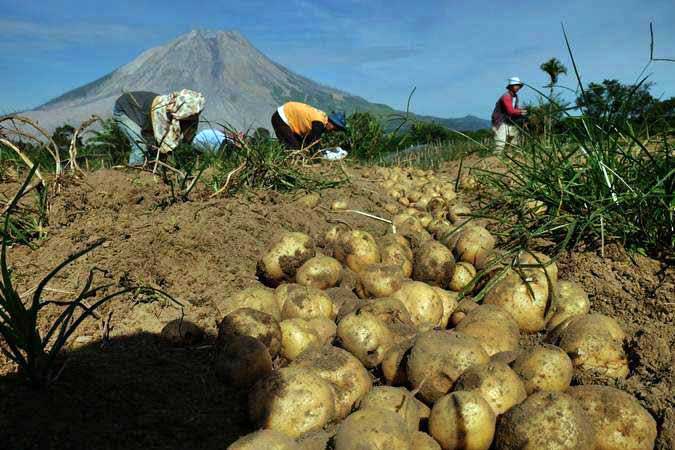  Kementan Dorong Pasar Lelang Kentang