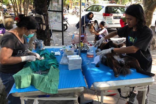  Bali Lanjutkan Vaksinasi dan Sterilisasi Anjing