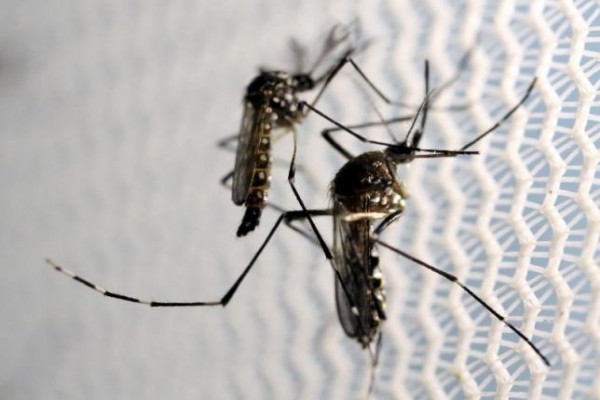 Nyamuk Aedes aegypti di Laboratorium Oxitec di Campinas, Brasil (2/2/2016). Virus Zika menular melalui gigitan nyamuk Aedes. /Reuters